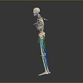 Skeleton Human Body Skeleton Human Body Organ Human Body Tissue Human Body Structure Human Anatomy 3d model