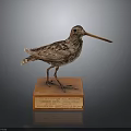 Taxidermy Bird Specimen Standing on Wooden Base With Labeled Plaque