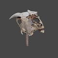 Ancient Dinosaur Skull Fossil With Large Horns And Sharp Teeth Structure