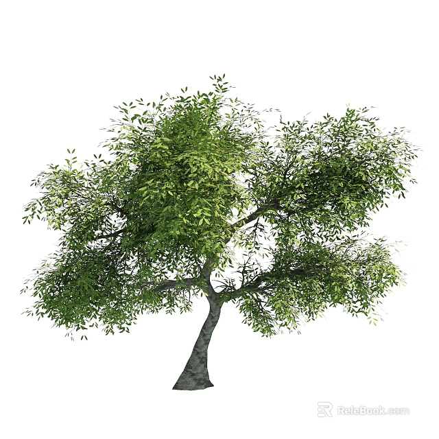 Tall Arbor With Lush Green Foliage Strong Trunk And Branchy Crown 3d model 