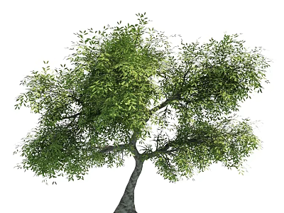 Tall Arbor With Lush Green Foliage Strong Trunk And Branchy Crown 3d model