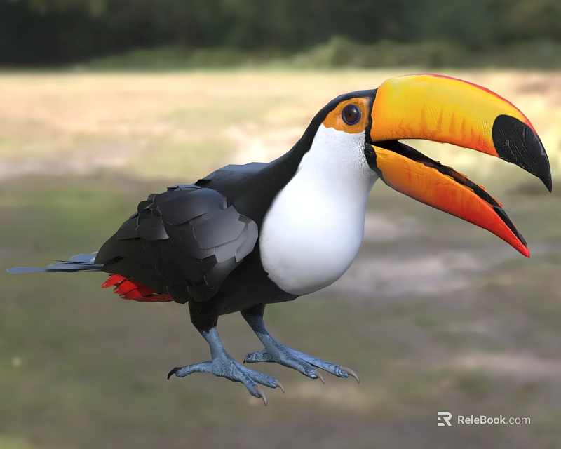 Toucan With Black Body White Chest Large Yellow Orange Beak And Blue Feet In Grassland 3d model 