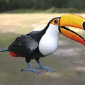 The toucan 3d model