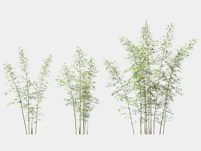 Bamboo Plants With Slender Stems Green Leaves Clustered Growth And Various Heights 3d model