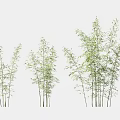 Bamboo Plants With Slender Stems Green Leaves Clustered Growth And Various Heights