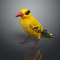 Vibrant Yellow Bird With Red Beak Black Markings On Wings Standing On Reflective Surface
