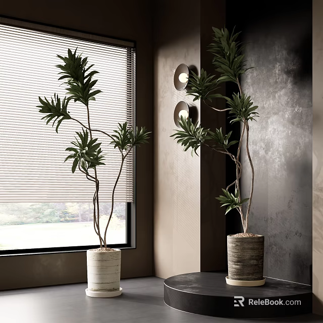 Indoor Bonsai Potted Plants Green Leaves Branches in White Pots by Window Blinds Gray Wall 3d model 