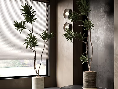 Indoor Bonsai Potted Plants Green Leaves Branches in White Pots by Window Blinds Gray Wall 3d model