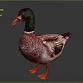 Duck With Green Head White Neck Brown White Feathers And Orange Feet On Dark Background