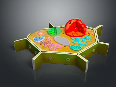 Colored Cell Structure Model Medical Device for Medical Education with Hexagonal Base and Components 3d model