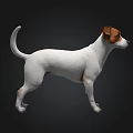 White And Brown Jack Russell Terrier Dog Standing Isolated On Dark Background