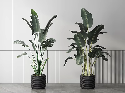 Large Leafy Potted Plants In Black Woven Pots For Modern Interior 3d model