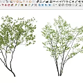 Two Shrubs With Green Leaves And Slender Branches In White Background