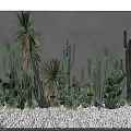 Various Types of Potted Cacti and Succulents with Pink Buds Gray Wall and White Pebbles Ground