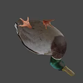 Green Headed Duck With Yellow Beak Brown White Plumage And Orange Feet Isolated On Gray