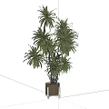 Lush Green Bonsai Potted Plant With Elegant Brown Pot And Vibrant Leaves