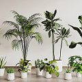 Indoor Decorative Bonsai Potted Plants With Various Green Foliage In White Ceramic Pots