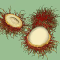 Fresh Rambutan Fruits with Hairy Red Skin Cut Open Reveal White Flesh and Whole Pieces