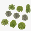 Various Green Bushes With Round And Conical Shapes In Different Sizes 3d model