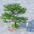 Beech Tree With 5 Meters Diameter And 1.8m Person For Size Reference 3d model