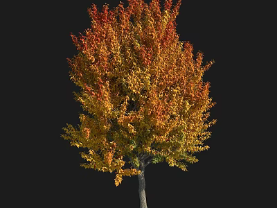 Arbor Featuring Vibrant Red And Yellow Autumn Leaves On Slender Trunk 3d model