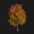 Arbor Featuring Vibrant Red And Yellow Autumn Leaves On Slender Trunk