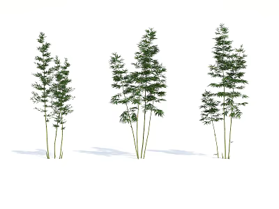 Three Clumps of Green Bamboo Plants with Lush Leaves in White Background 3d model