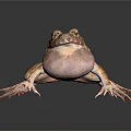 Brown Spotted Frog With Inflated Throat And Detailed Skin On Reflective Surface