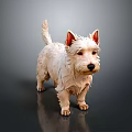3D Rendered West Highland White Terrier With White Fur And Erect Ears On Dark Background