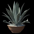 Decorative Agave Plant in Terracotta Pot with White Pebbles for Garden Decor