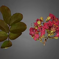 Lush Plant Featuring Dark Green Veined Compound Leaves And Pink Blooming Flowers With Buds