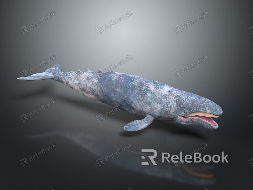 whale cartoon whale mammal marine mammal marine animal fish freshwater fish marine fish model