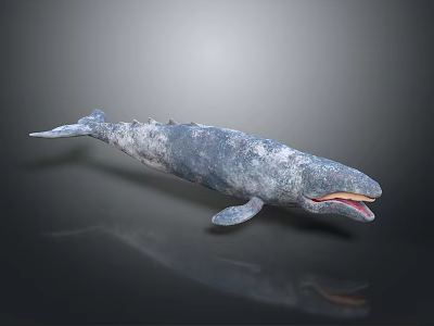 Blue gray whale with open mouth in swimming posture on dark background with reflection 3d model