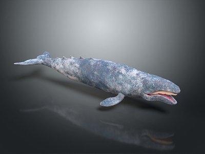 whale cartoon whale mammal marine mammal marine animal fish freshwater fish marine fish 3d model