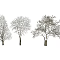 Three Arbor Trees With Varied Branch Structures And Foliage States 3d model