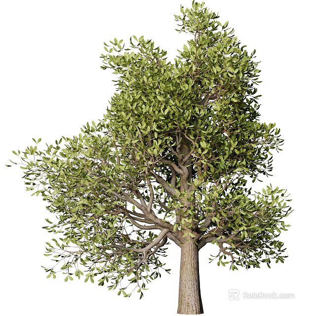 Mature Arbor with Dense Green Foliage and Thick Trunk in Natural Environment 3d model 