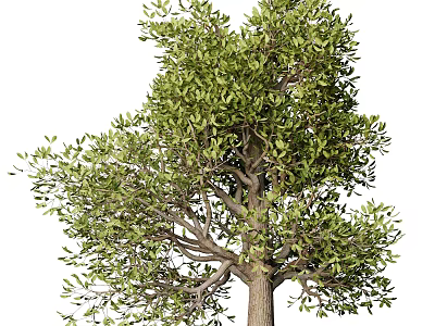 Mature Arbor with Dense Green Foliage and Thick Trunk in Natural Environment 3d model
