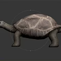 Realistic Tortoise Sculpture With Textured Shell And Sturdy Legs On Dark Background 3d model