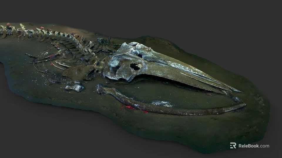 Ancient Dinosaur Skeleton Fossil With Long Beak And Vertebrae On 3d model 