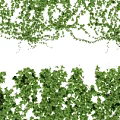 Lush Green Climbing Vines As Decorative Plant Wall For Indoor Outdoor Spaces