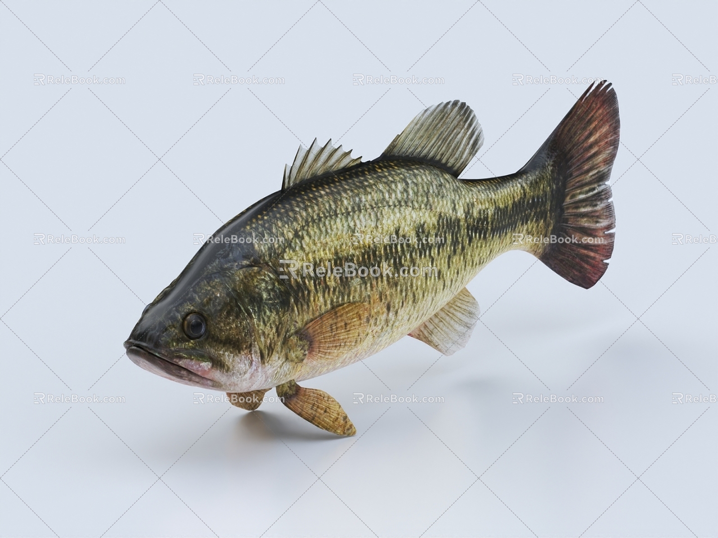 Perch, sea bass, salmon, sea bass, grass carp, crucian carp, sturgeon, tropical fish 3d model