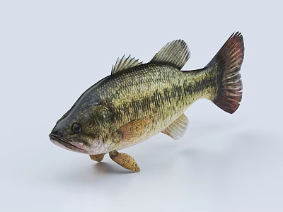 Freshwater Bass Fish With Green And Brown Stripes Isolated On White Background 3d model