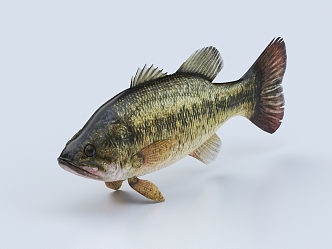 Perch, sea bass, salmon, sea bass, grass carp, crucian carp, sturgeon, tropical fish 3d model