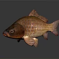 Vibrant Orange And Golden Carp Fish With Shiny Red Scales And Reflection