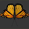 Monarch Butterfly Showing Orange Wings With Black Edges And White Spots On Dark Background