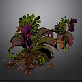 Vibrant Plants With Purple Blooms Green And Red Striped Leaves Brown Pot And Red Fragments