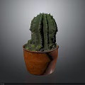 Green Spiky Cactus Plant Growing in Red Pot on Gray Background