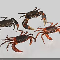 Four Black And Red Crabs As Aquatic Animals In Various Poses On White Background