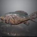 Iridescent Pink And Blue Fish With Red Eyes On Gray Background And Reflection