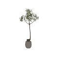 Hanging Bonsai Potted Small Trees With Stone Pots And Green Leafy Branches